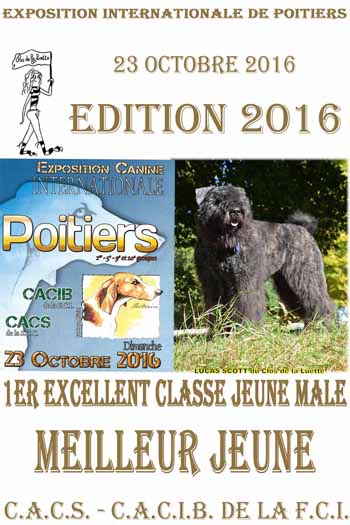 LUCAS SCOTT du Clos de la Luette © Elevage specialisé pour le bouvier des flandres